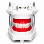 Modelo de Simulación Dental Profesional: Tipodonto Clínico Articulado