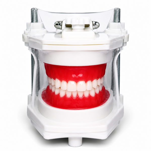 Modelo de Simulación Dental Profesional: Tipodonto Clínico Articulado