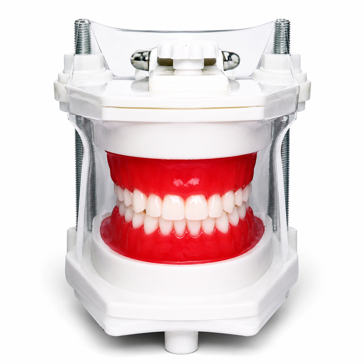 Modelo de Simulación Dental Profesional: Tipodonto Clínico Articulado Modelo de Simulación Dental Profesional: Tipodonto Clínico Articulado