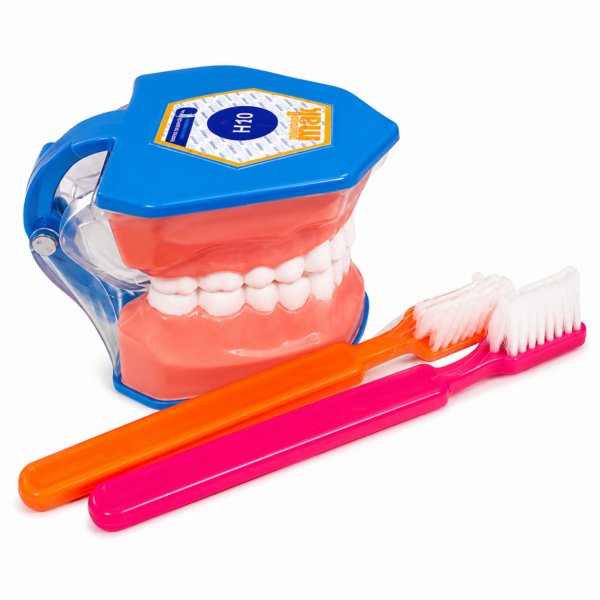 Tipodonto de Demostración Higiénica: Dentadura a Gran Escala con Cepillos